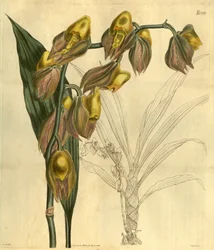 Ilustración de Catasetum macrocarpum (como sin. Catasetum tridentatum)